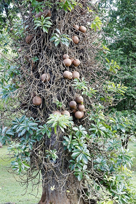 Kandy-Botanical garden-050